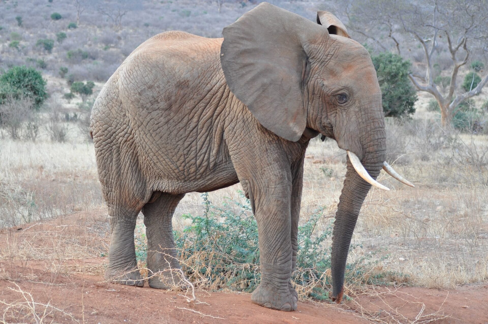 Elefante nella savana dello Tsavo