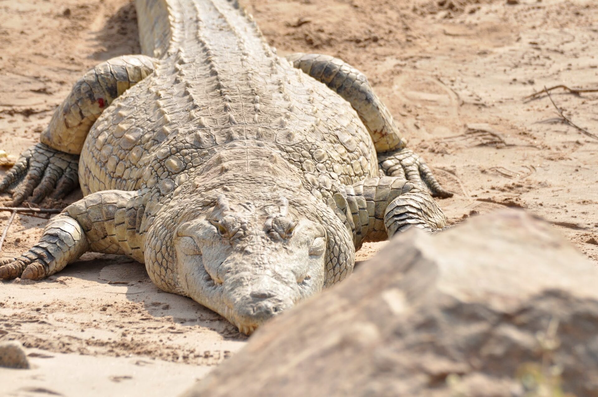 Coccodrillo sulle rive fangose