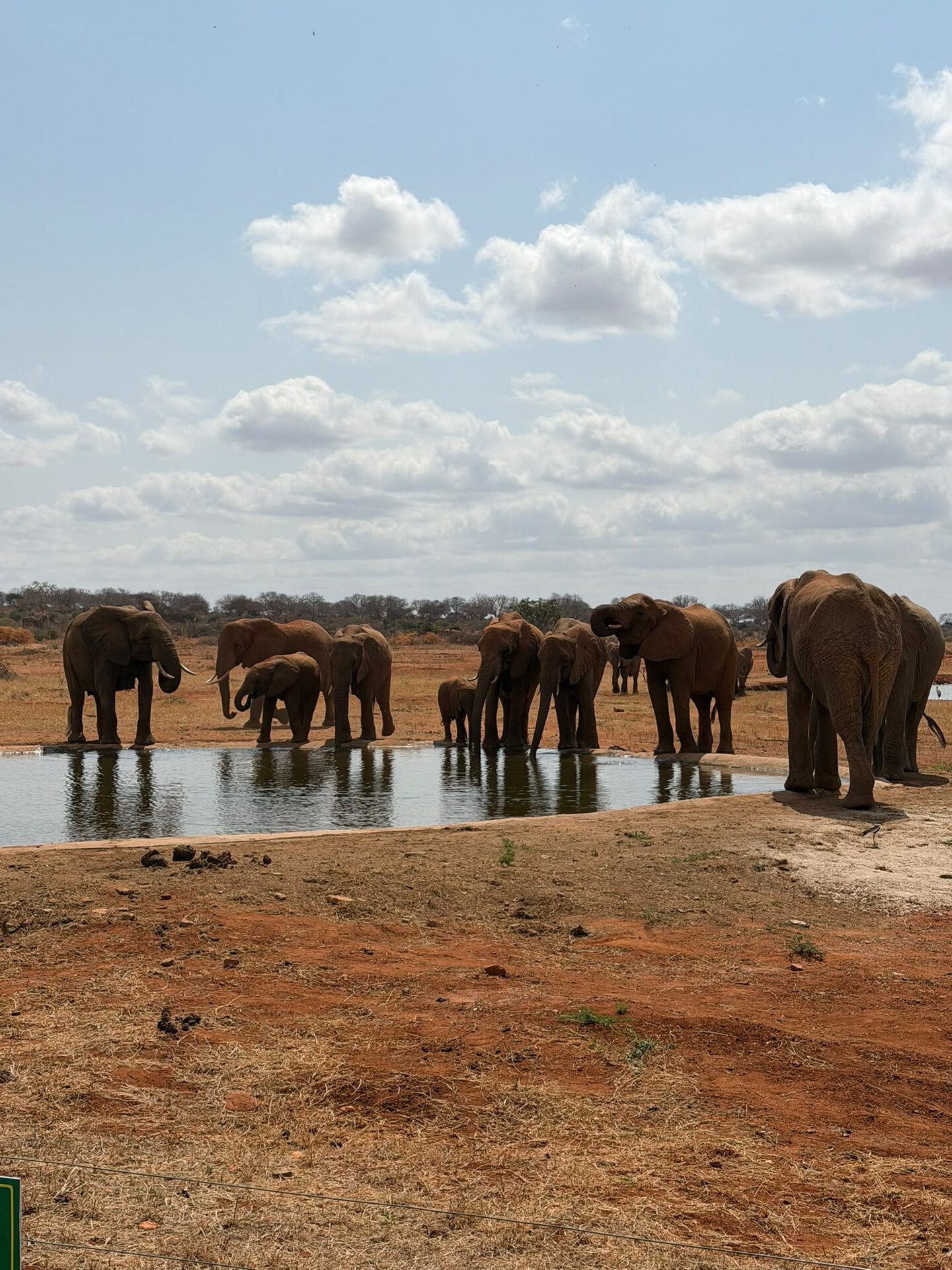 Safari tra Tsavo Est e Masai Mara