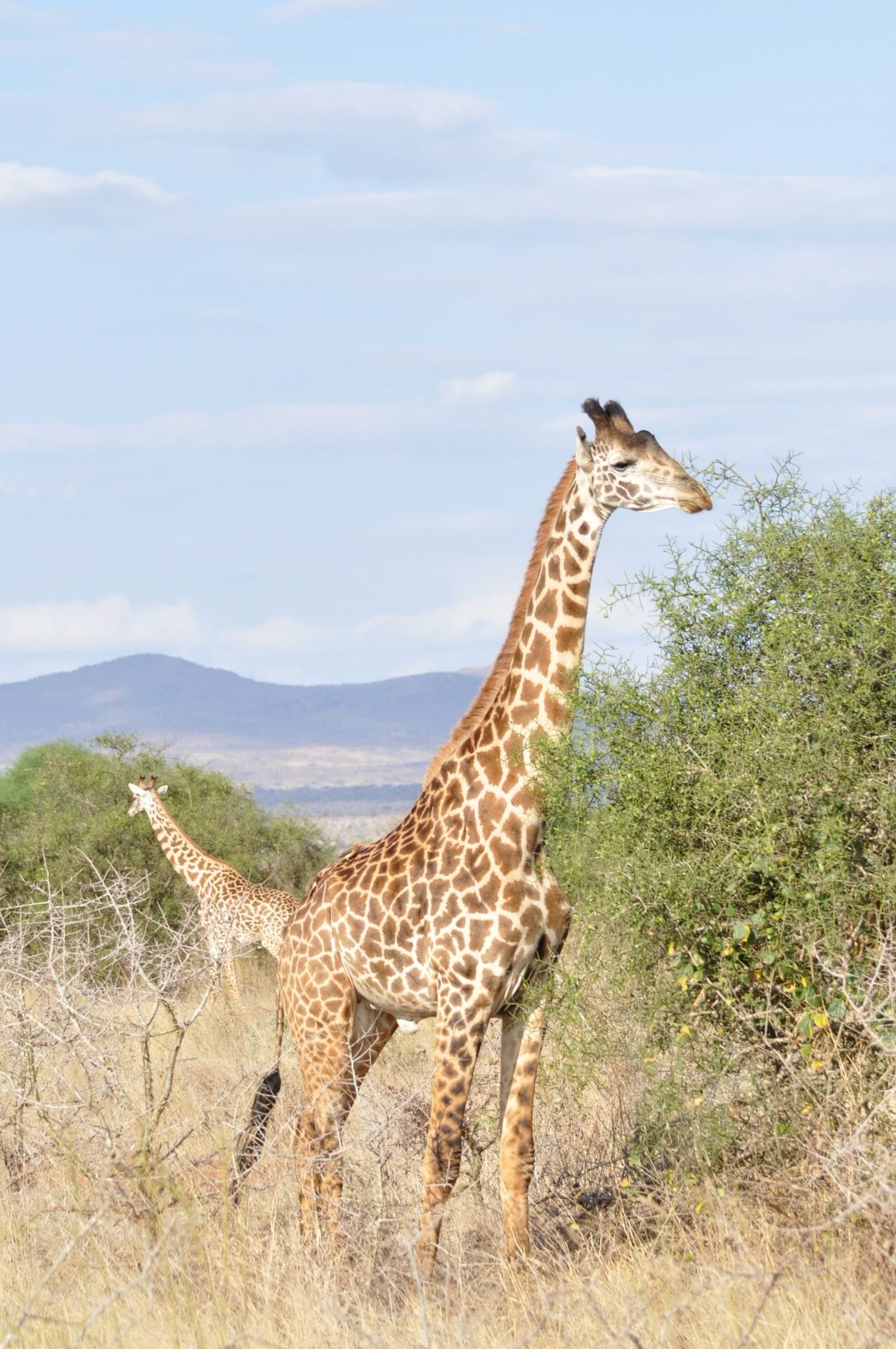 Giraffe nella savana