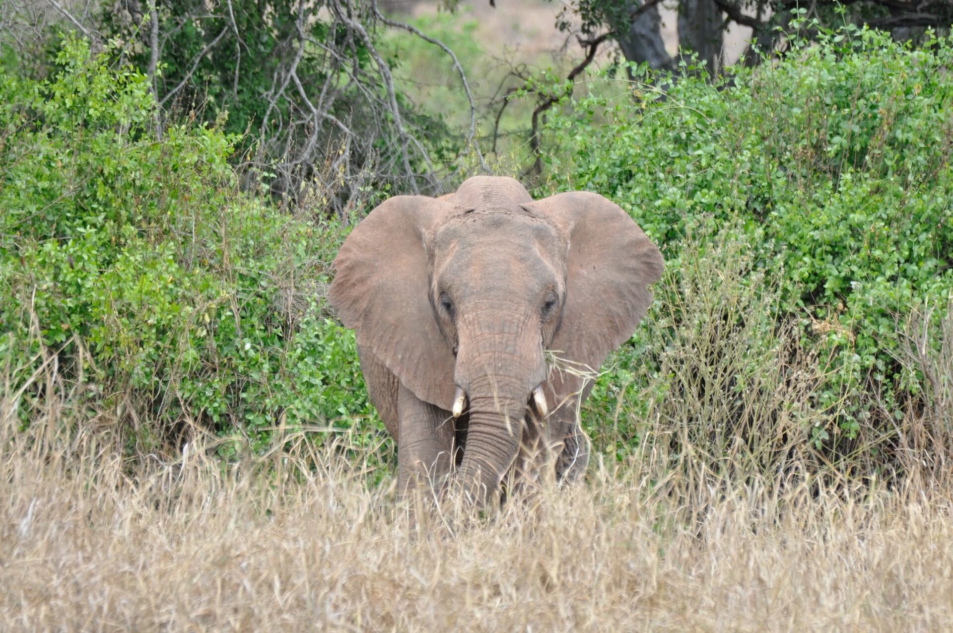 Elefante tra i cespugli verdi