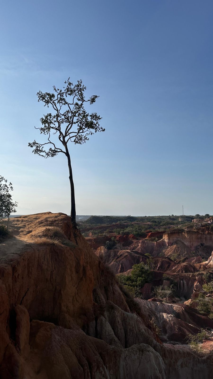 Un albero solitario sul bordo del canyon di Marafa
