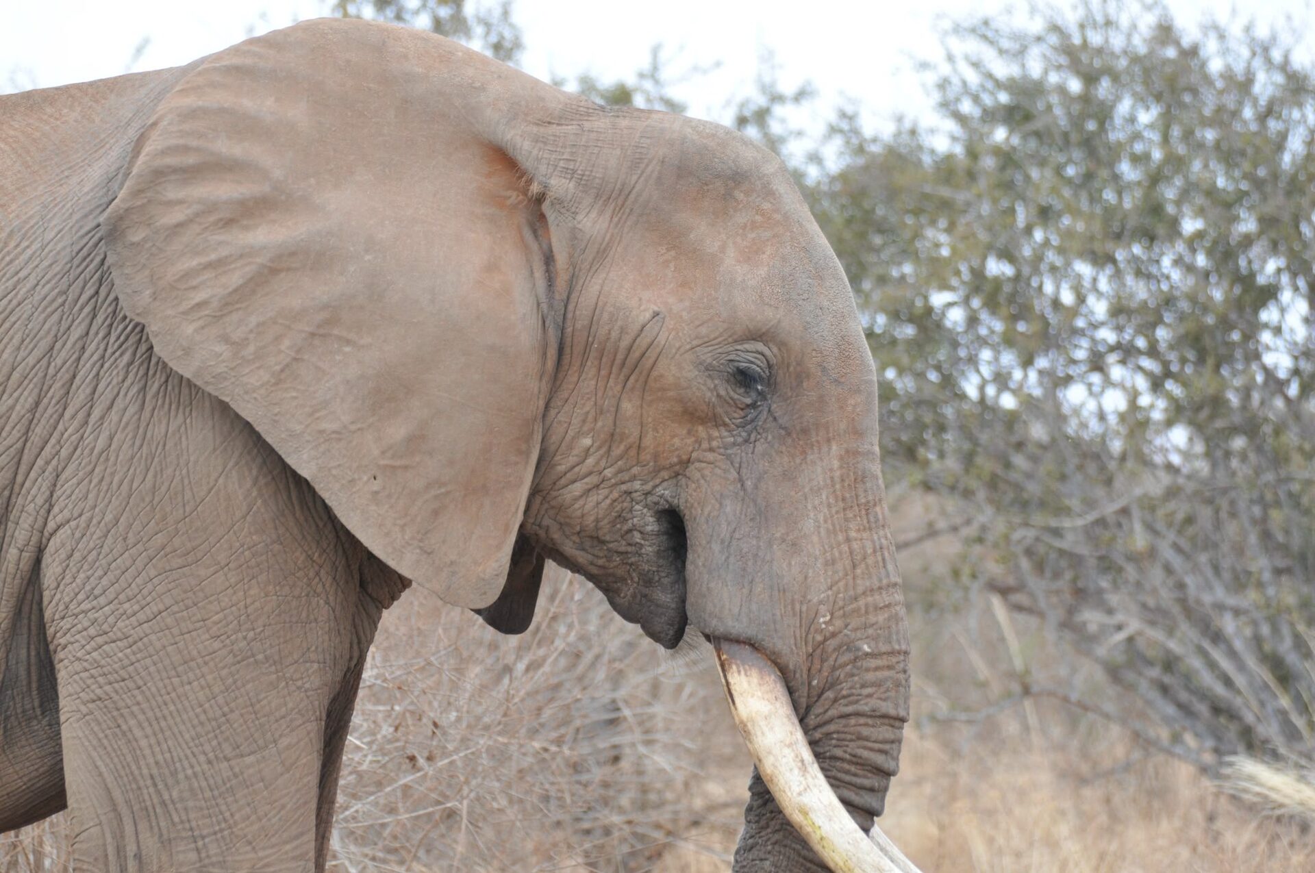 Elefante a pochi metri dalla jeep
