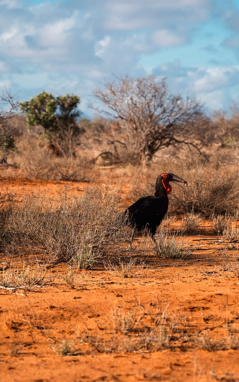 L'uccello dal collo rosso tra gli arbusti