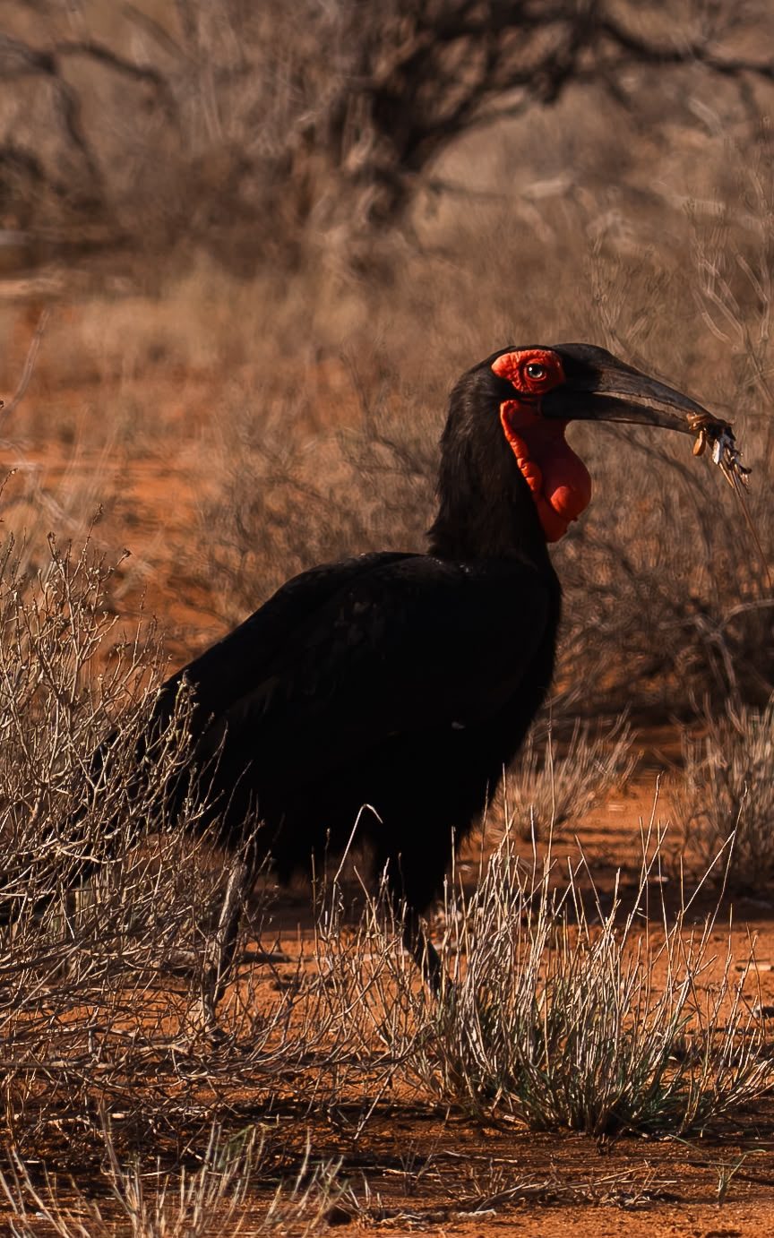 Un grande uccello dal collo rosso nella savana