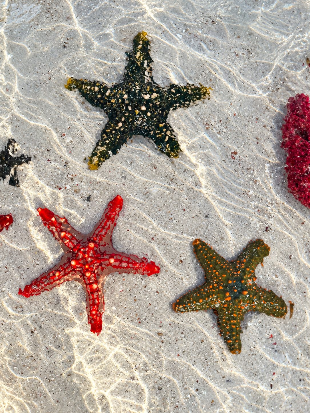 Frutta fresca servita in spiaggia